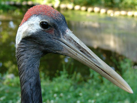 Смотреть фото Японский журавль Фото Японский журавль