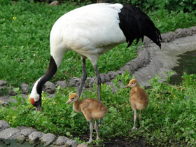 Смотреть фото Японский журавль Фото Японский журавль