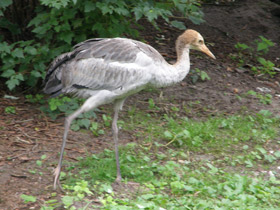 Смотреть фото Черношейный журавль Фото Черношейный журавль