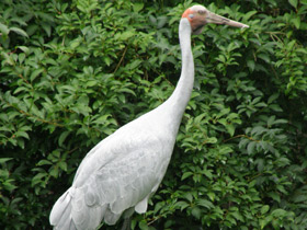 Смотреть фото Австралийский журавль Фото Австралийский журавль