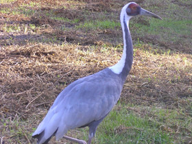 Смотреть фото Даурский журавль Фото Даурский журавль