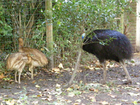 Смотреть фото Шлемоносный казуар Фото Шлемоносный казуар