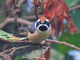 Фото Рыжеголовая длиннохвостая синица