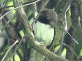Фото Apalis fuscigularis