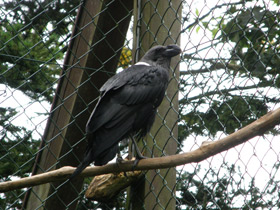 Смотреть фото Белощёкий ворон Фото Белощёкий ворон