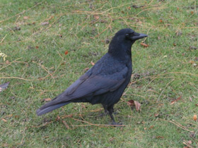 Смотреть фото Чёрная ворона Фото Чёрная ворона