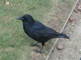 Смотреть фото Чёрная ворона Фото Чёрная ворона