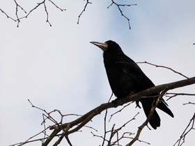 Смотреть фото Грач Фото Грач