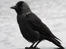 Смотреть фото Галка Фото Галка