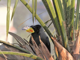 Смотреть фото Блестящий ворон Фото Блестящий ворон