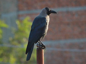 Смотреть фото Блестящий ворон Фото Блестящий ворон
