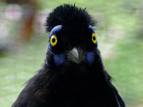 Смотреть фото Плюшевоголовая сойка Фото Плюшевоголовая сойка