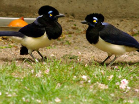 Смотреть фото Плюшевоголовая сойка Фото Плюшевоголовая сойка