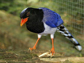 Смотреть фото Красноклювая лазоревая сорока Фото Красноклювая лазоревая сорока