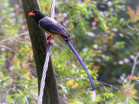 Смотреть фото Красноклювая лазоревая сорока Фото Красноклювая лазоревая сорока