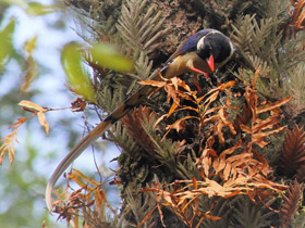 Смотреть фото Красноклювая лазоревая сорока Фото Красноклювая лазоревая сорока