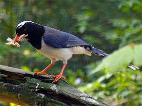 Смотреть фото Красноклювая лазоревая сорока Фото Красноклювая лазоревая сорока