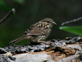 Смотреть фото Певчая зонотрихия Фото Певчая зонотрихия