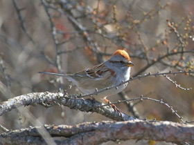 Смотреть фото Древесная воробьиная овсянка Фото Древесная воробьиная овсянка