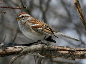 Смотреть фото Древесная воробьиная овсянка Фото Древесная воробьиная овсянка