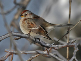 Смотреть фото Древесная воробьиная овсянка Фото Древесная воробьиная овсянка