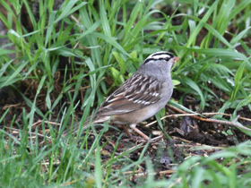 Смотреть фото Белошейная овсянка Фото Белошейная овсянка