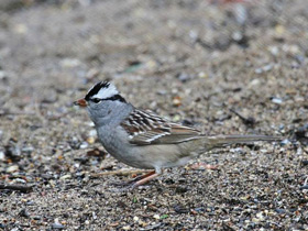 Смотреть фото Белошейная овсянка Фото Белошейная овсянка