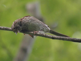Смотреть фото Белошейная овсянка Фото Белошейная овсянка
