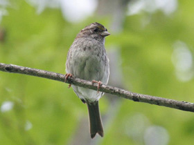 Смотреть фото Белошейная овсянка Фото Белошейная овсянка