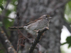 Смотреть фото Белошейная овсянка Фото Белошейная овсянка