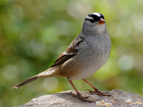 Смотреть фото Белобровая овсянка Фото Белобровая овсянка