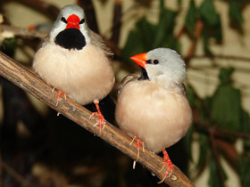 Смотреть фото Острохвостая травяная амадина Фото Острохвостая травяная амадина