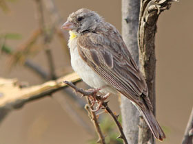 Фото Желтогорлый канареечный вьюрок
