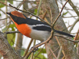 Фото Laniarius brauni