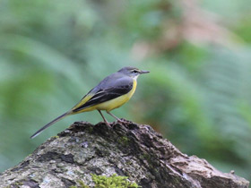 Смотреть фото Горная трясогузка Фото Горная трясогузка