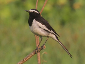 Смотреть фото Белобровая трясогузка Фото Белобровая трясогузка