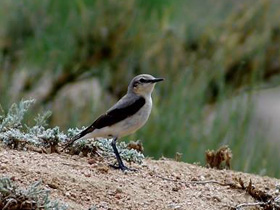 Смотреть фото Обыкновенная каменка Фото Обыкновенная каменка