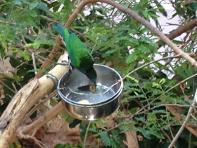 Смотреть фото Малахитовая нектарница Фото Малахитовая нектарница