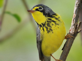 Смотреть фото Канадская вильсония Фото Канадская вильсония