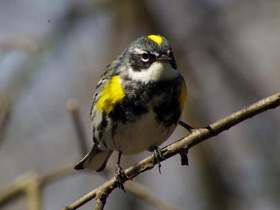 Смотреть фото Миртовый лесной певун Фото Миртовый лесной певун