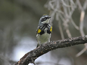 Смотреть фото Миртовый лесной певун Фото Миртовый лесной певун