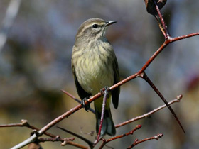 Смотреть фото Пальмовый лесной певун Фото Пальмовый лесной певун