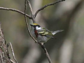 Смотреть фото Желтошапочный лесной певун Фото Желтошапочный лесной певун