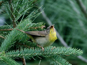 Смотреть фото Желтогорлый певун Фото Желтогорлый певун