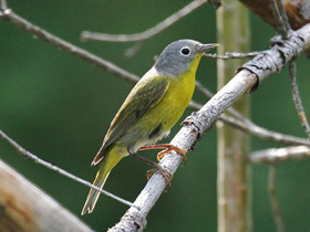 Смотреть фото Красношапочный пеночковый певун Фото Красношапочный пеночковый певун