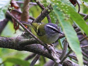 Смотреть фото Корольковая пеночка Фото Корольковая пеночка