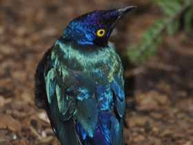 Смотреть фото Пурпурный блестящий скворец Фото Пурпурный блестящий скворец