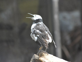 Смотреть фото Черношейный скворец Фото Черношейный скворец