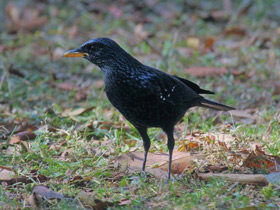 Смотреть фото Синяя птица Фото Синяя птица