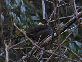 Смотреть фото Белоошейниковый дрозд Фото Белоошейниковый дрозд